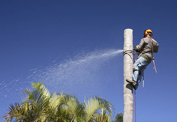 Tree and Shrub Care in Tiltonsville, OH