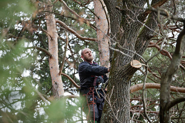 Best Emergency Tree Removal  in Tiltonsville, OH